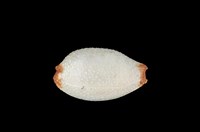 藏品(鯊皮寶螺)的圖片